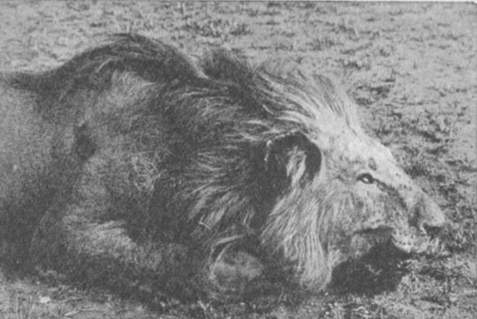 lionhead[1].JPG